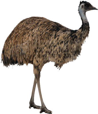 Ostrich Standing Side View PNG image