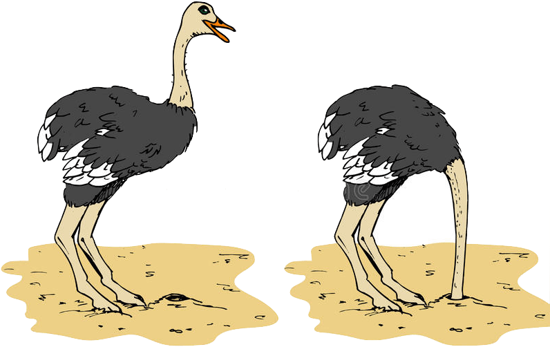 Ostriches_ Illustration_ Two_ Poses PNG image