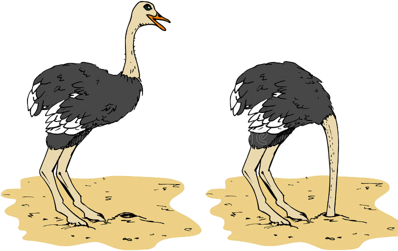 Ostricheson Sand Illustration PNG image