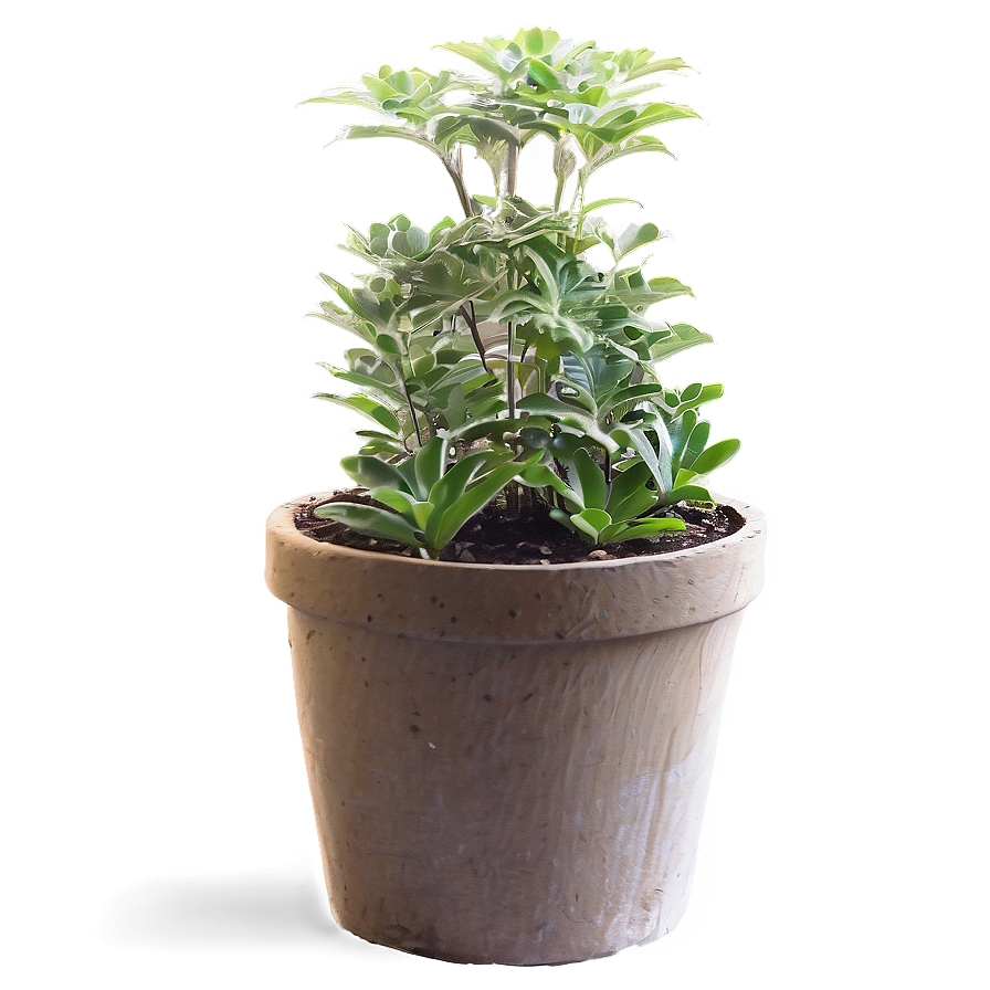 Outdoor Garden Potted Plants Png Kme76 PNG image