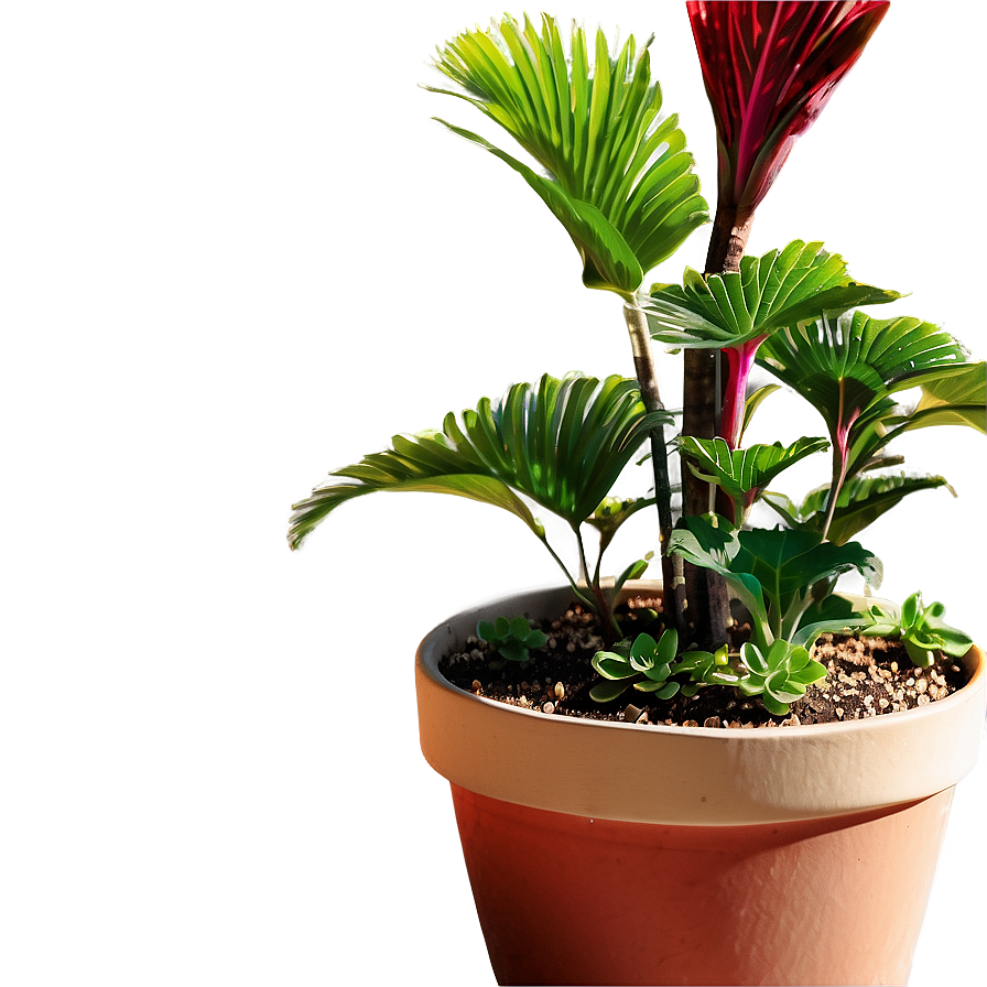 Outdoor Garden Potted Plants Png Yjp76 PNG image