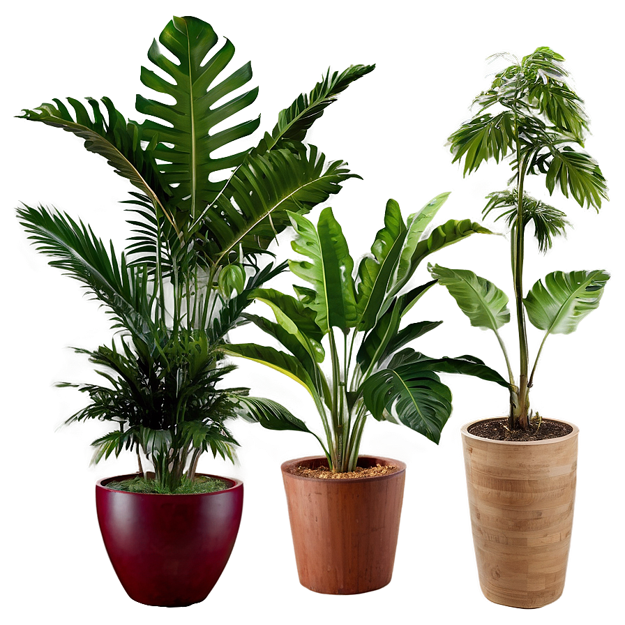 Outdoor Tropical Plants Png 06252024 PNG image