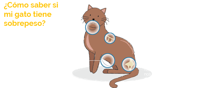 Overweight Cat Indicators Spanish PNG image