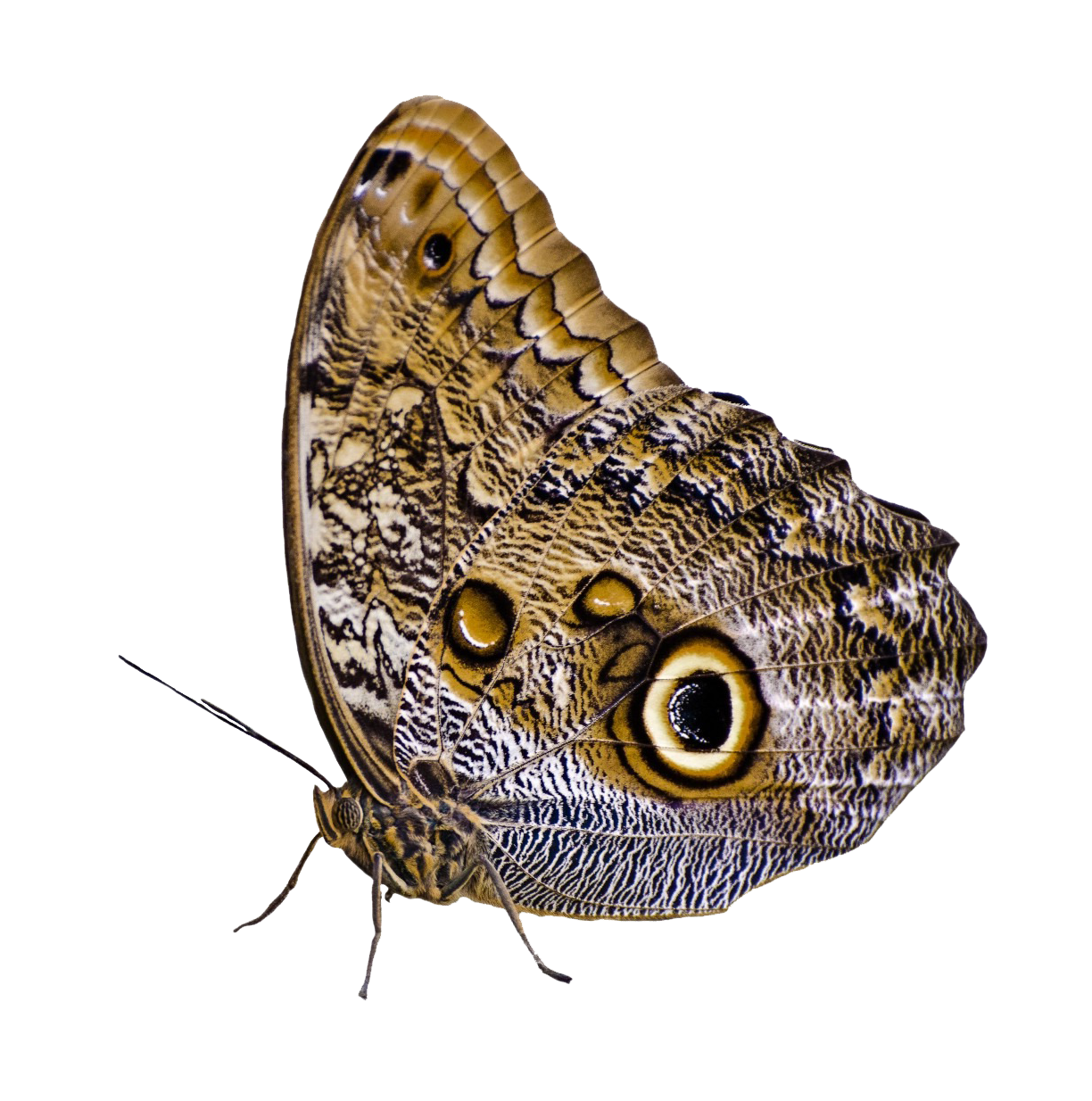 Owl Eyed Butterfly Camouflage PNG image