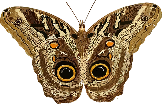 Owl Eyed Butterfly Illustration PNG image