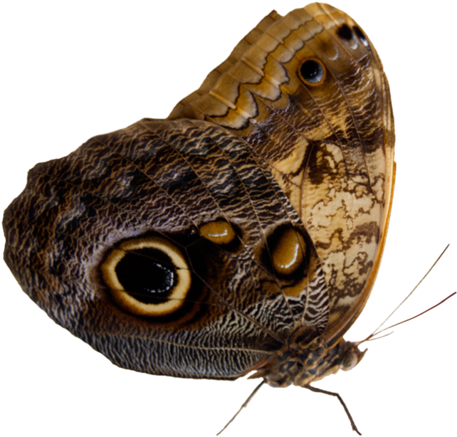 Owl Eyed Butterfly Isolated PNG image