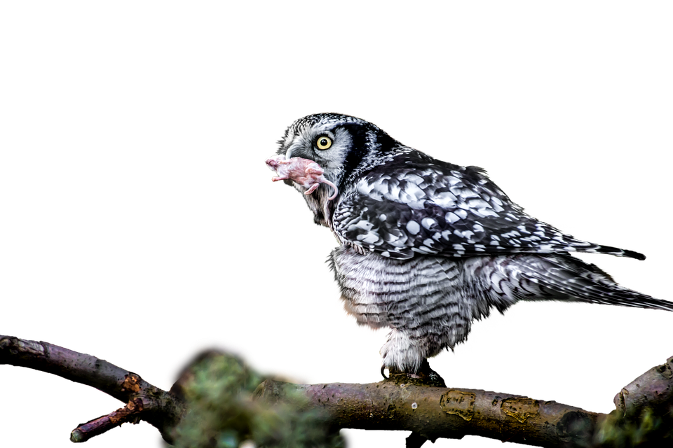 Owl Feedingon Prey PNG image
