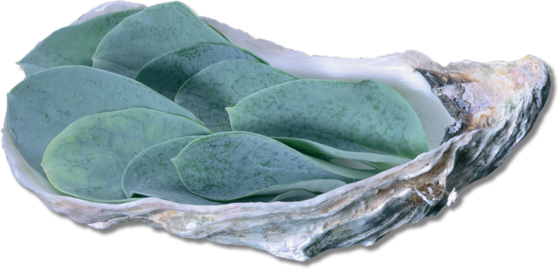 Oyster Shellwith Green Leaves PNG image