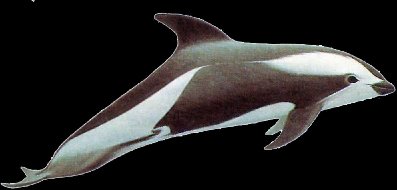 Pacific White Sided Dolphin Illustration PNG image