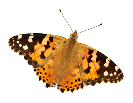 Painted Lady Butterfly Isolated PNG image