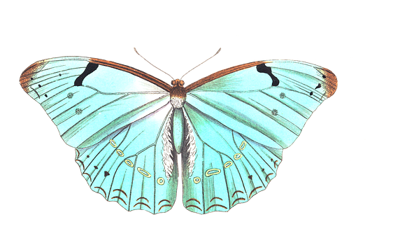 Pale Blue Butterfly Illustration PNG image