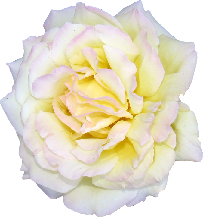 Pale Yellow Rose Isolated Background.png PNG image