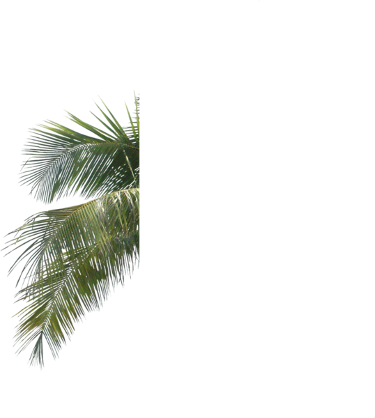 Palm Fronds Against Sky PNG image