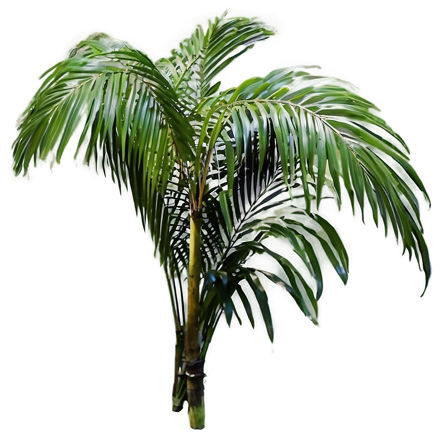 Palm Leaves Arrangement Png 05252024 PNG image