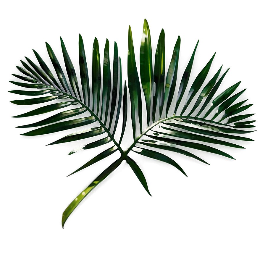 Palm Leaves Overlay Png Wtt36 PNG image