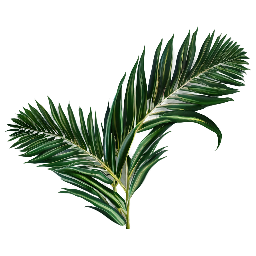 Palm Leaves Print Png 05252024 PNG image