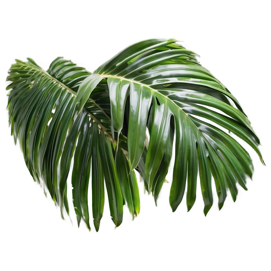 Palm Leaves Texture Png Rdx99 PNG image