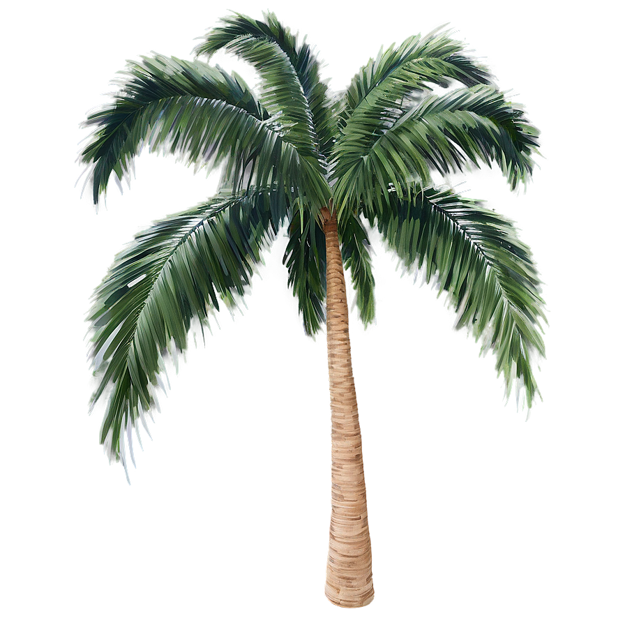 Palm Tree B PNG image