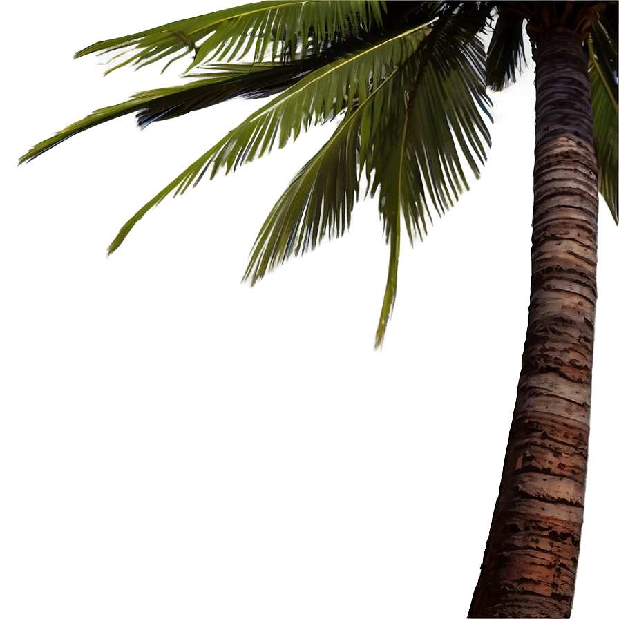 Palm Tree Drawing Png Qlo37 PNG image