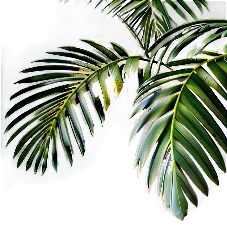 Palm Tree Leaf Png Nhx88 PNG image