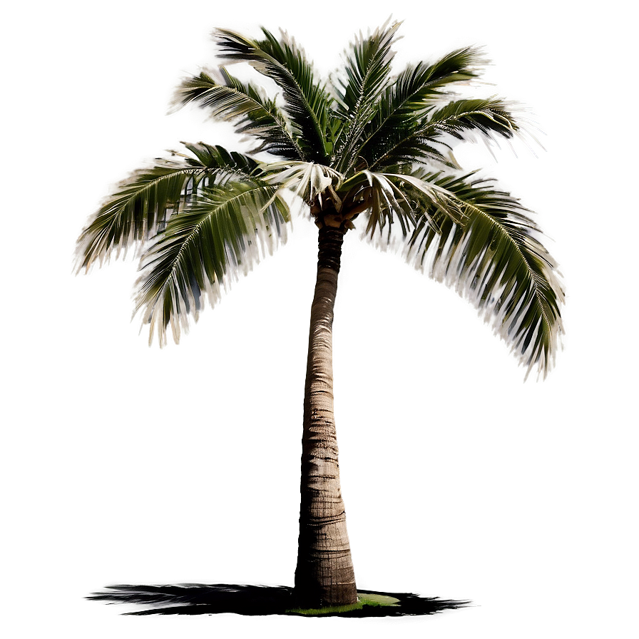 Palm Tree Silhouette Png 73 PNG image