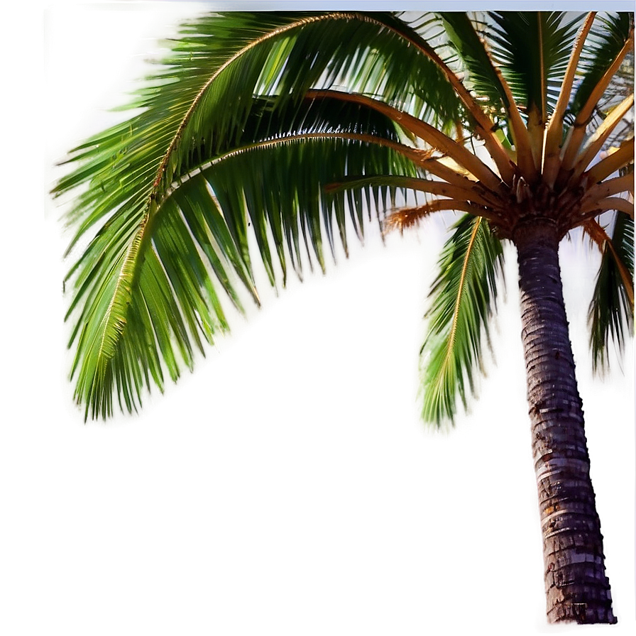 Palm Tree Vacation Png Iok22 PNG image