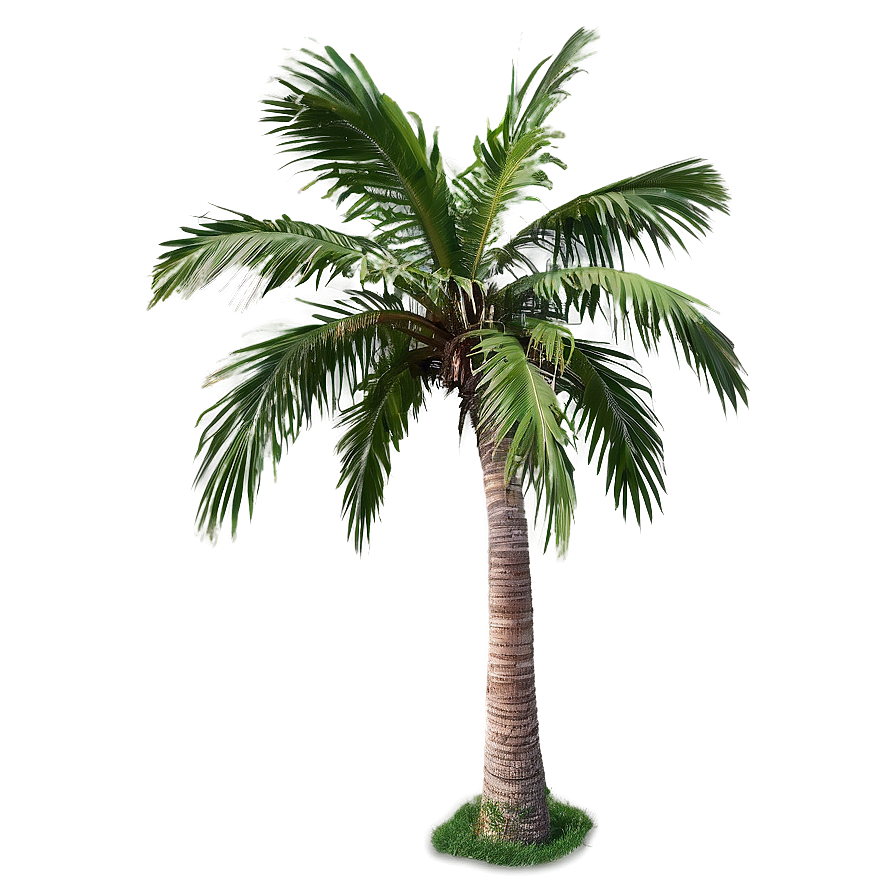 Palm Trees B PNG image