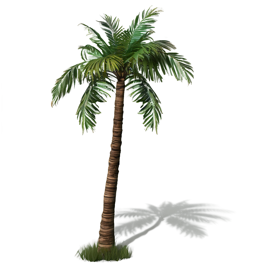 Palm Trees D PNG image