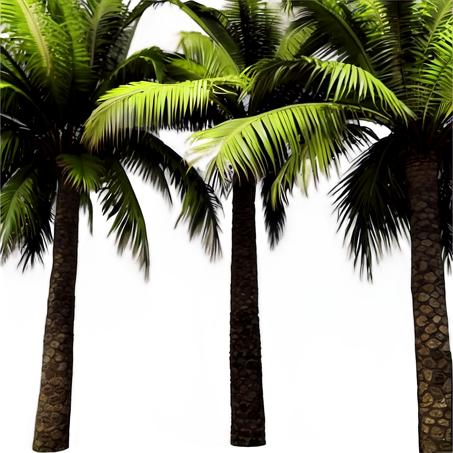 Palm Trees In Paradise Png Ojw72 PNG image