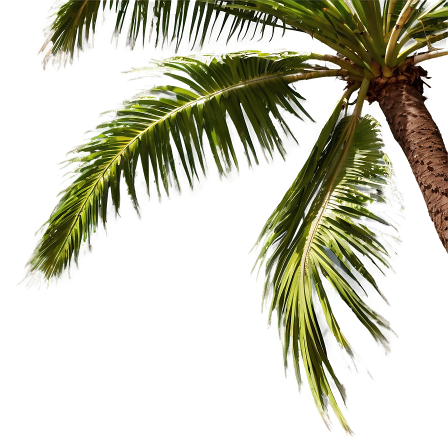 Palm Trees In Wind Png 97 PNG image