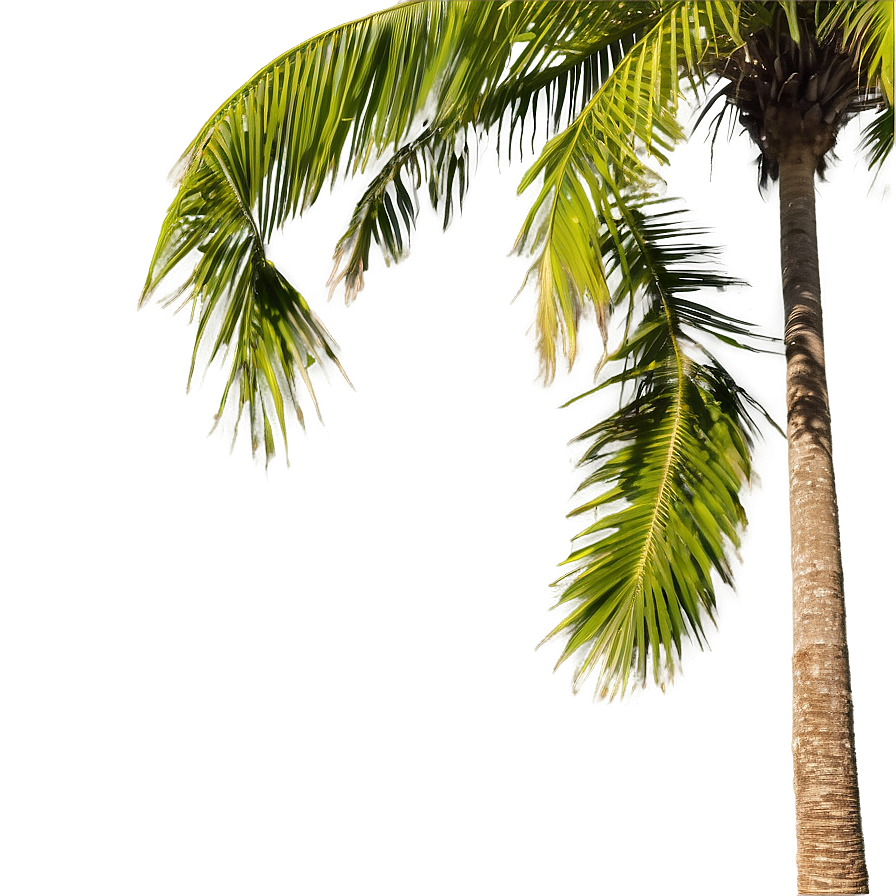 Palm Trees Landscape Png 05042024 PNG image