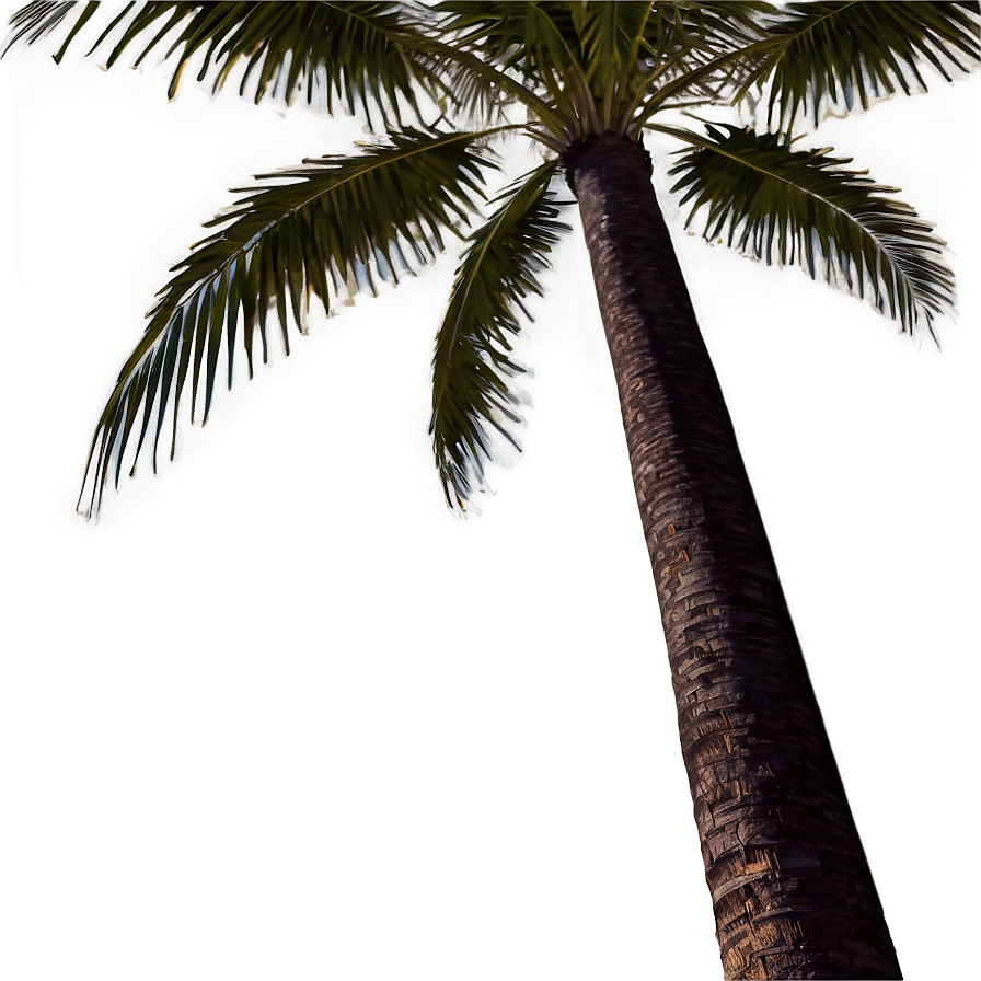 Palm Trees Landscape Png 45 PNG image