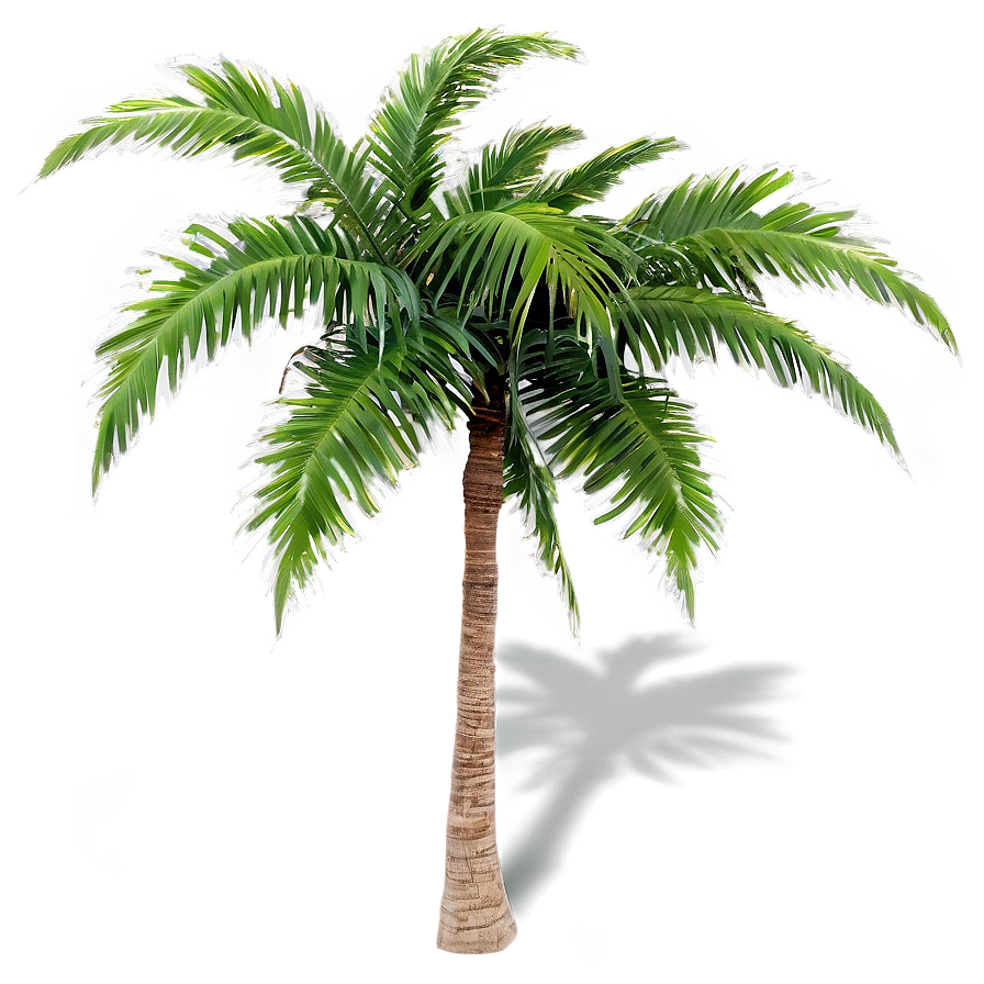 Palm Trees On Island Png 05042024 PNG image