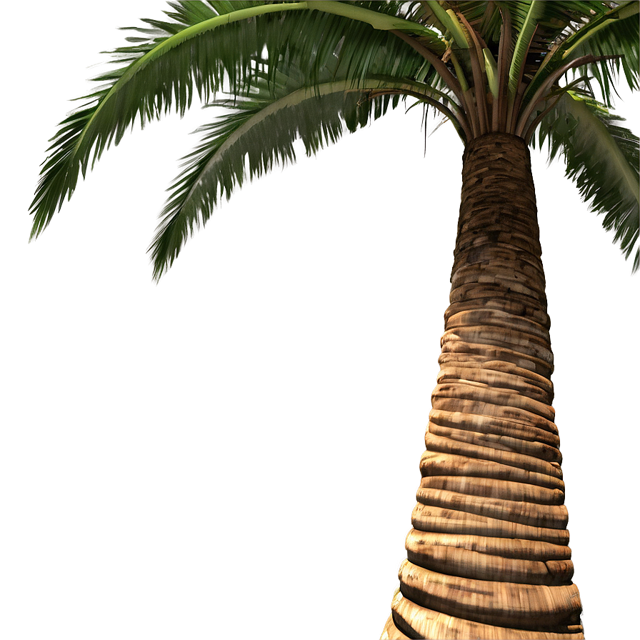 Palm Trees With Coconuts Png Ppf36 PNG image