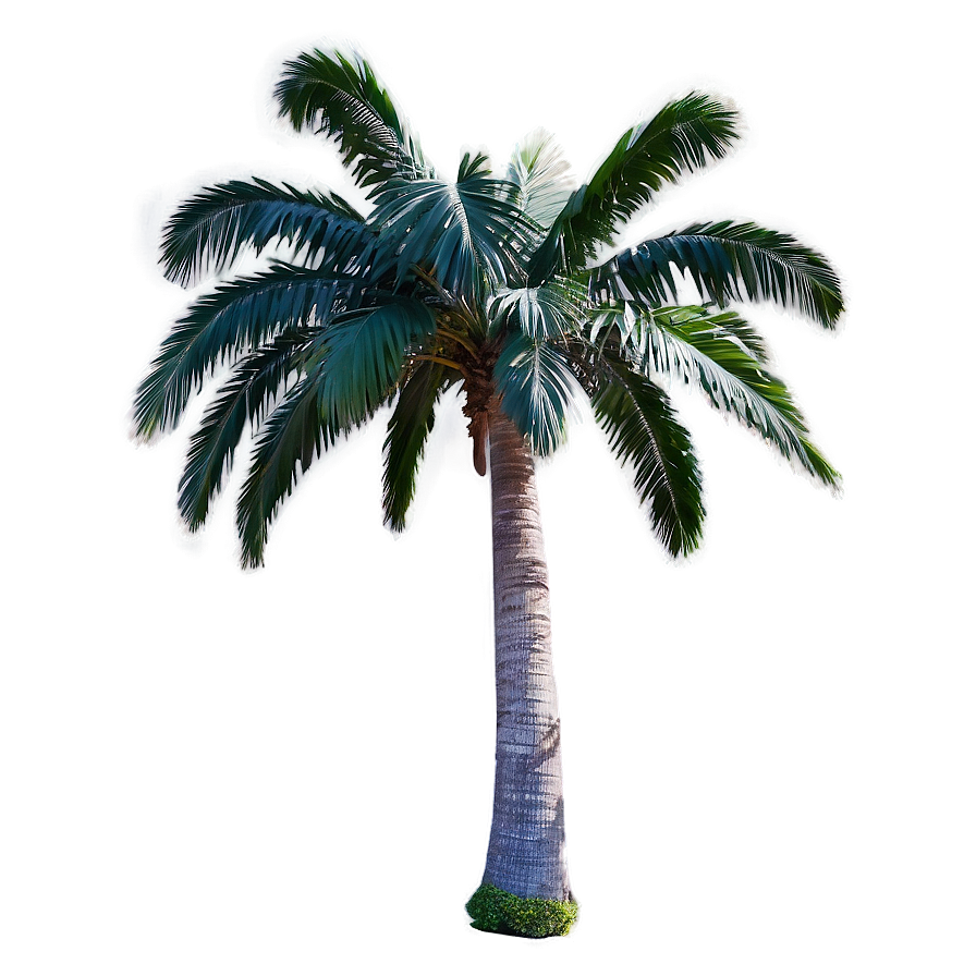 Palmera D PNG image