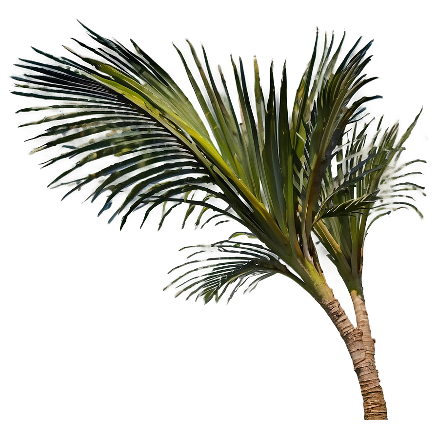 Palmera Wind Dance Png 06262024 PNG image