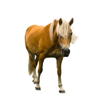 Palomino Horse Black Background PNG image