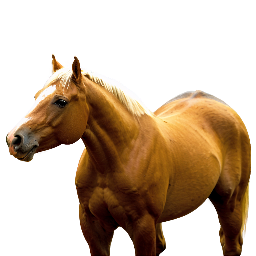 Palomino Horse Png 17 PNG image