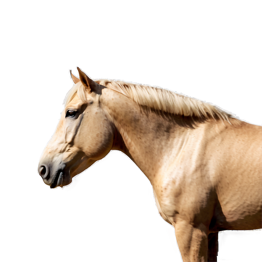 Palomino Horse Png Bje PNG image