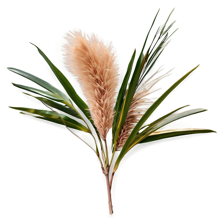 Pampas C PNG image