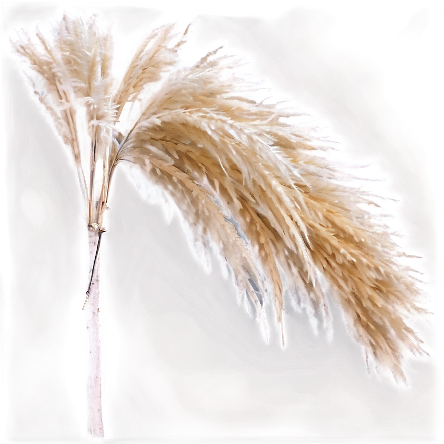 Pampas Grass Blade Png 06272024 PNG image