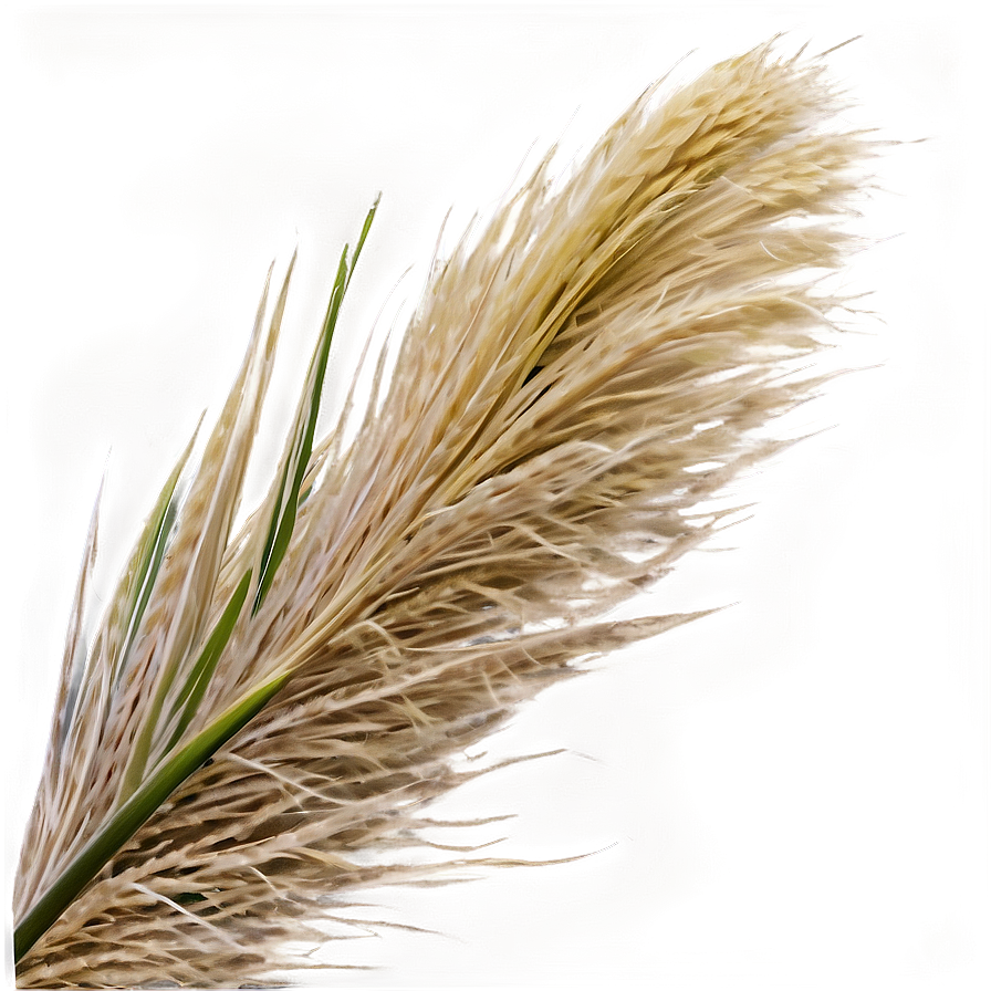 Pampas Grass Blade Png Upd PNG image