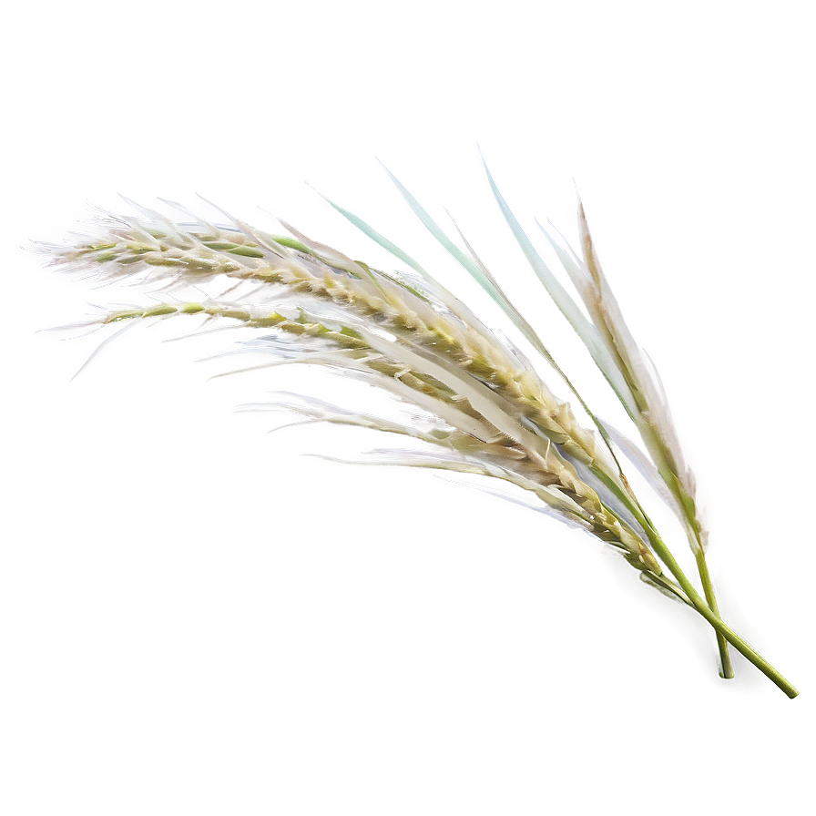 Pampas Grass Blade Png Vaw13 PNG image