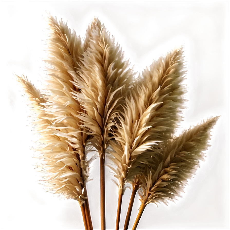 Pampas Grass Bouquet Png 06122024 PNG image