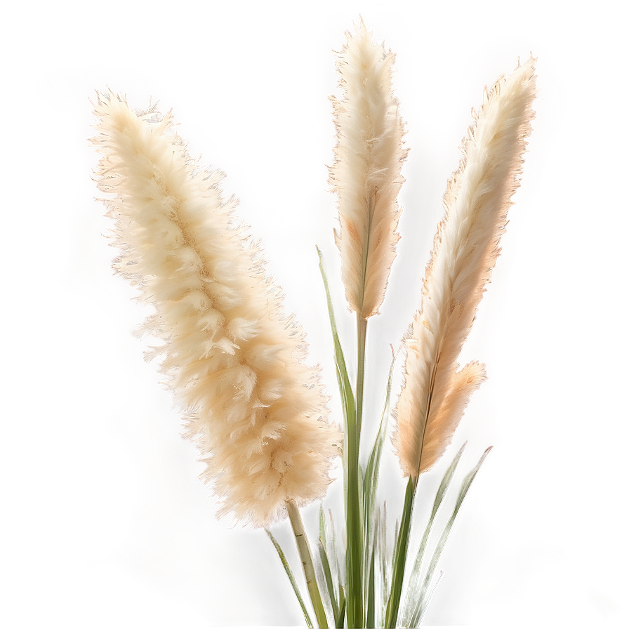 Pampas Grass Bouquet Png 06272024 PNG image