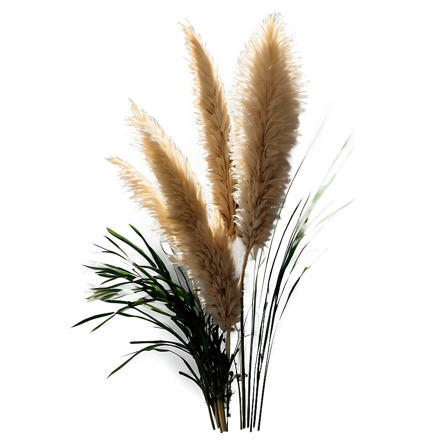 Pampas Grass Bundle Png 80 PNG image