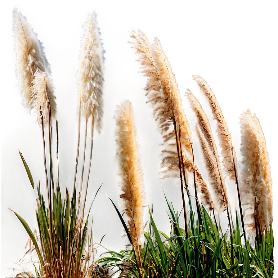 Pampas Grass By River Png Pgl71 PNG image