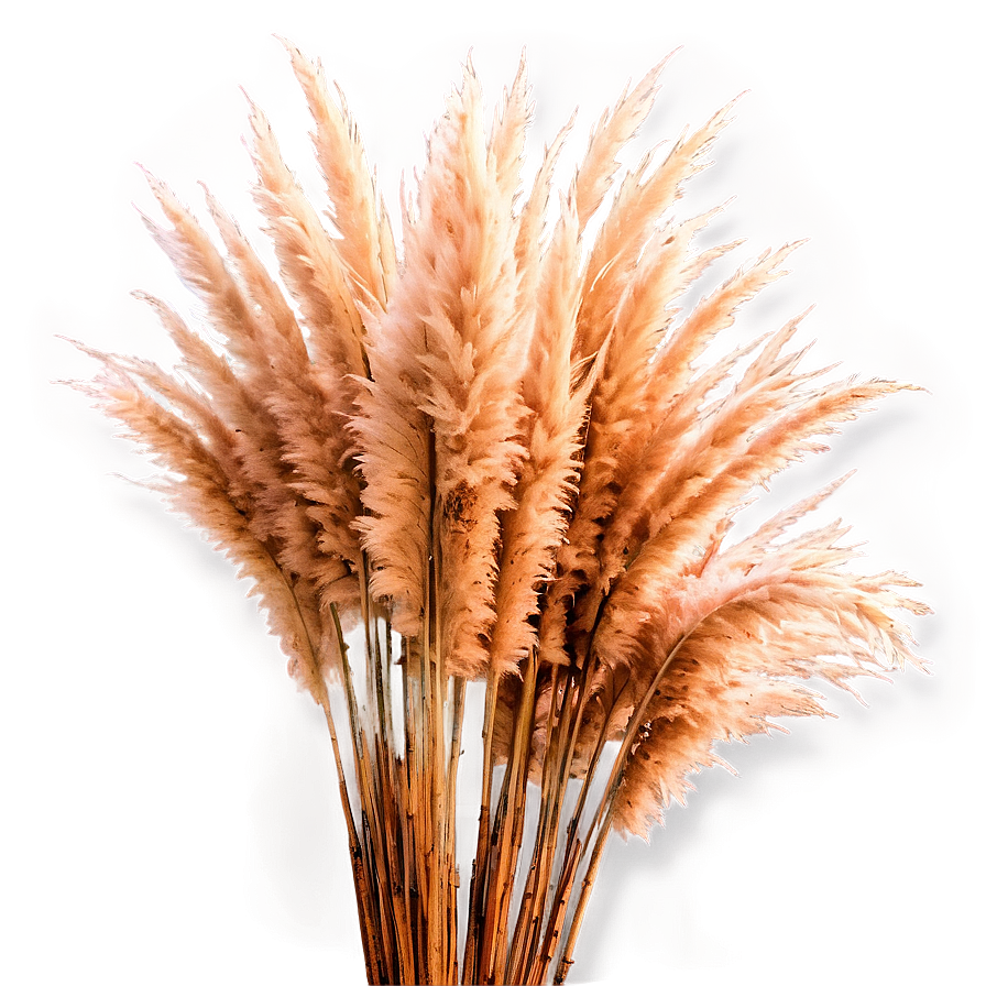 Pampas Grass Closeup Png 23 PNG image