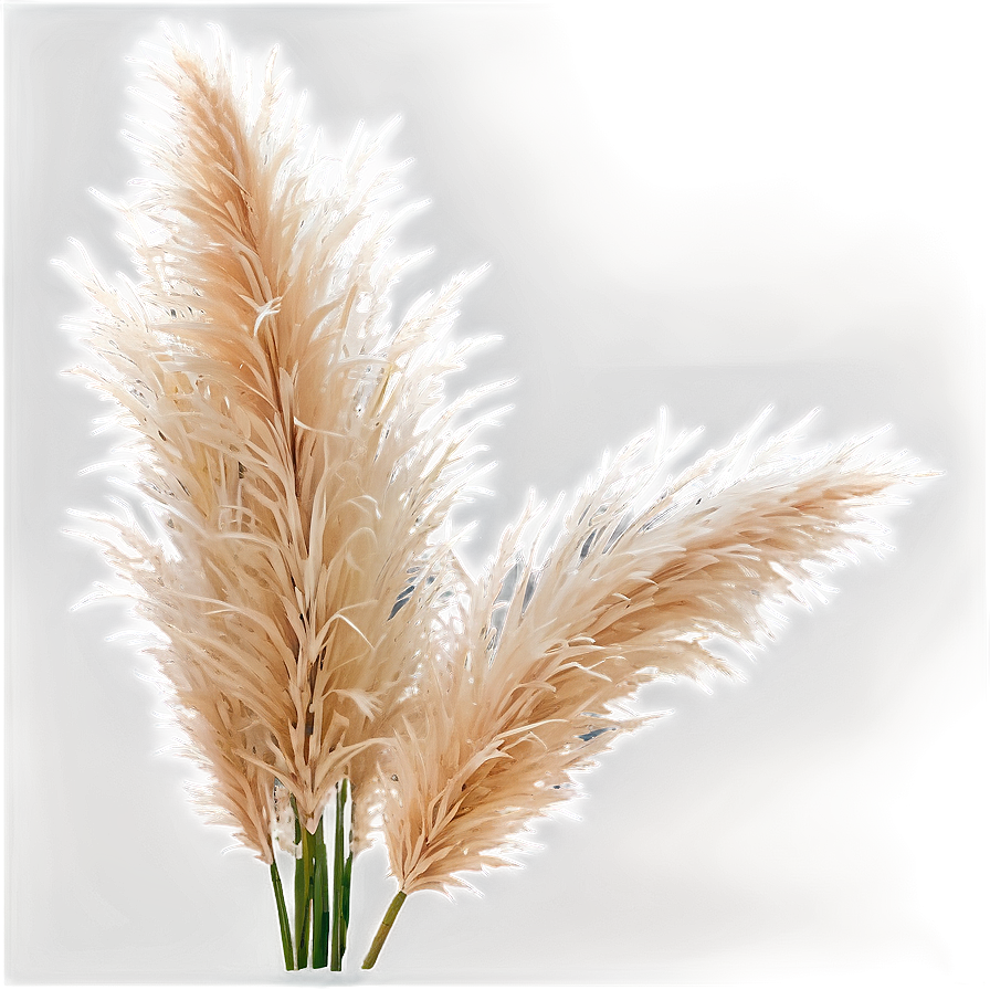 Pampas Grass Crown Png 06272024 PNG image