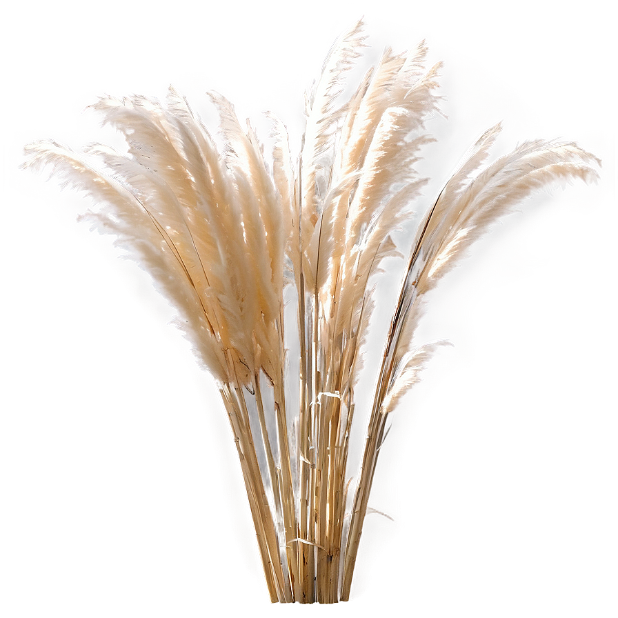 Pampas Grass Crown Png 06272024 PNG image